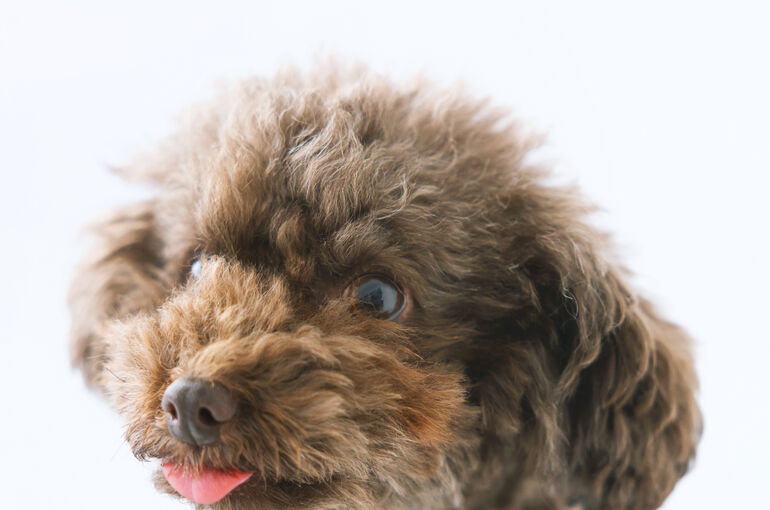 犬