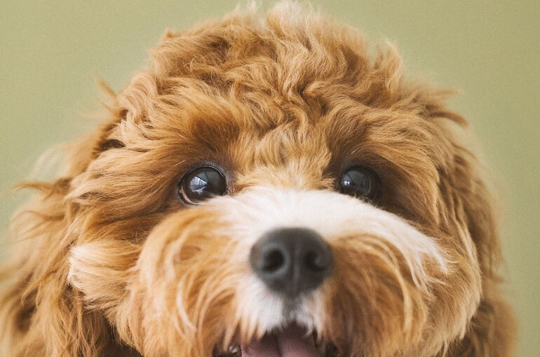 犬