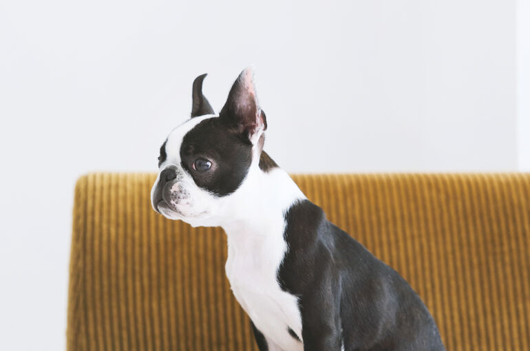 犬