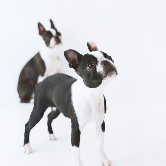 犬