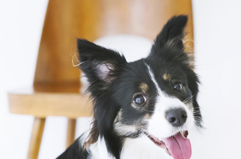 犬