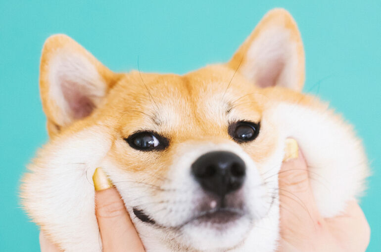 犬
