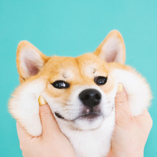 柴犬