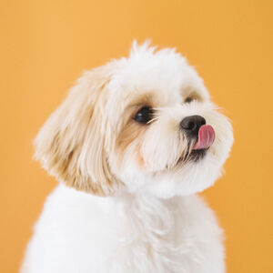 犬