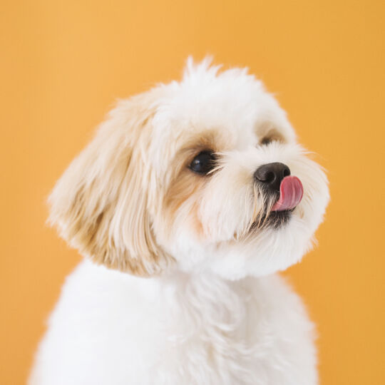 犬