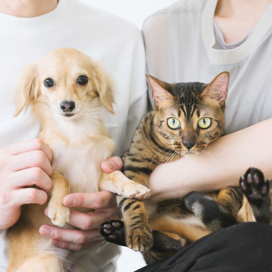 猫
