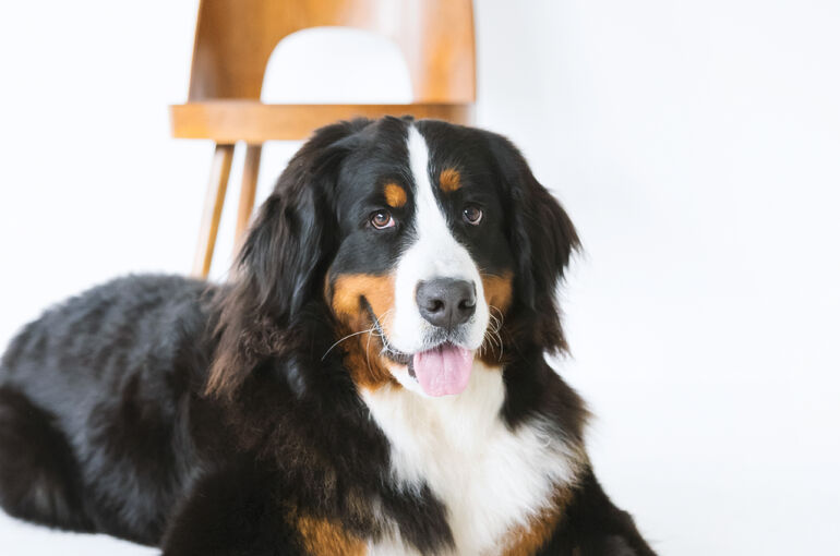 犬