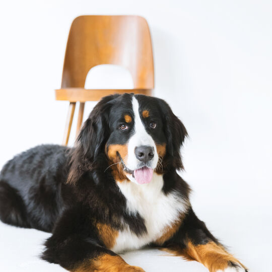 犬
