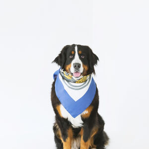 犬
