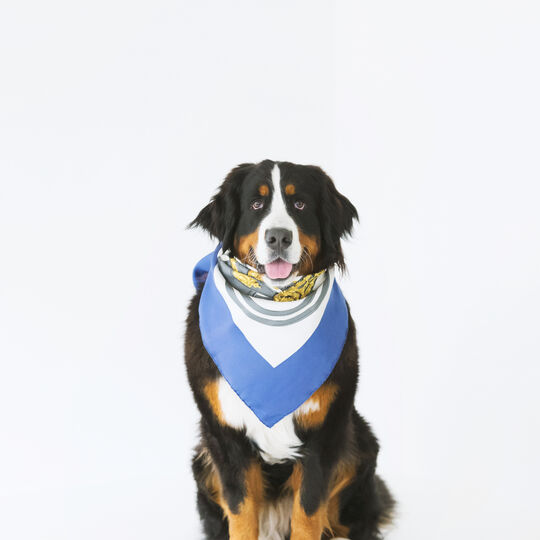 犬