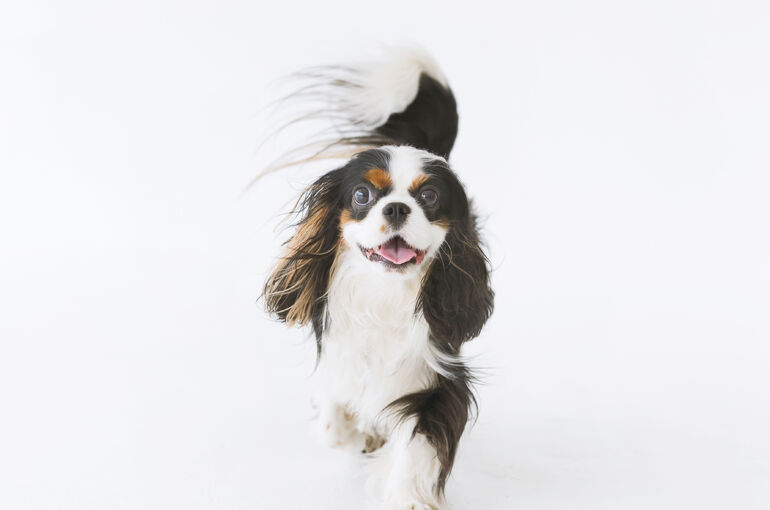 犬