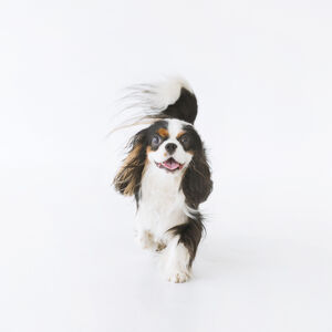 犬