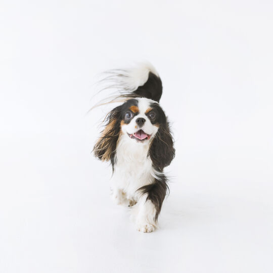 犬