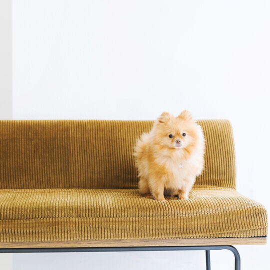 犬