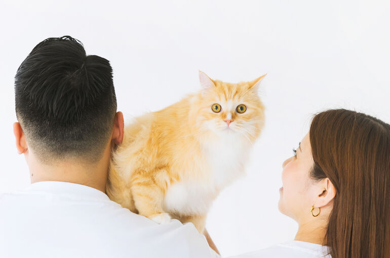 猫