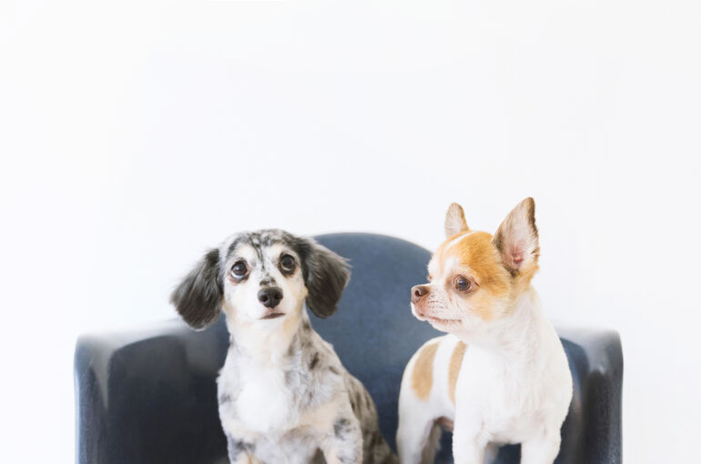 犬