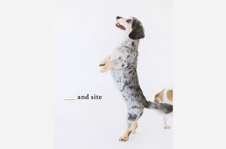 犬
