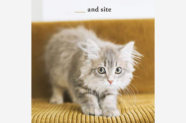 猫