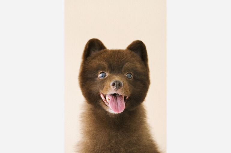 犬