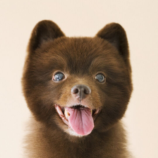 犬
