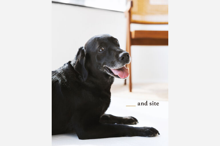 犬