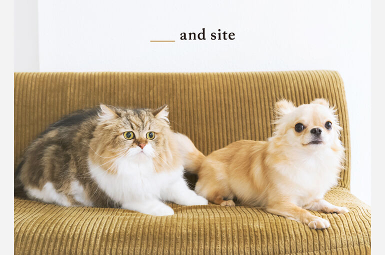 犬