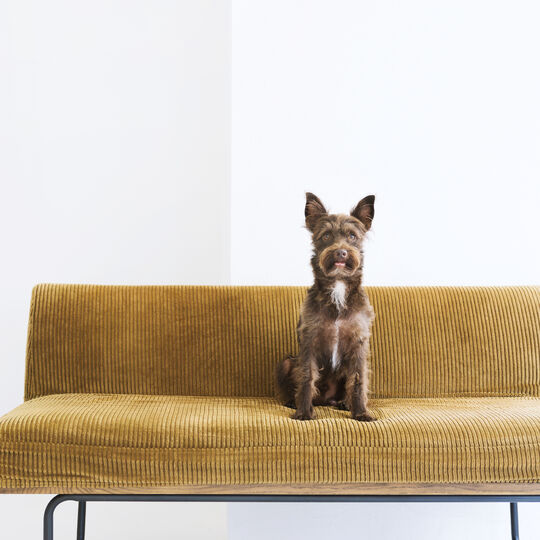 犬