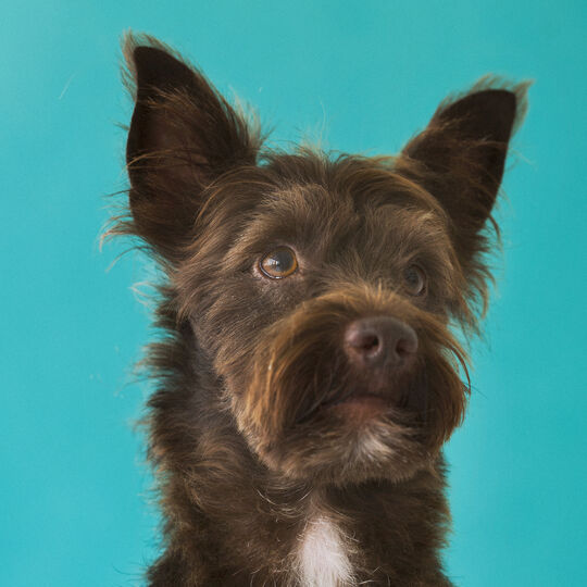 犬