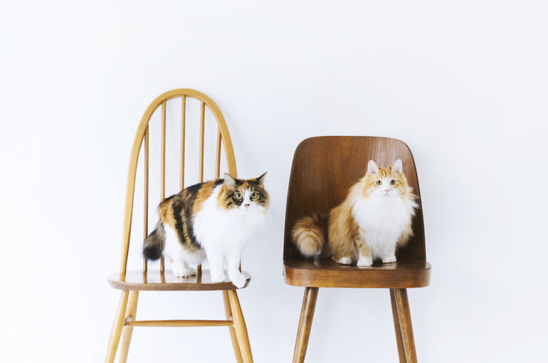 猫